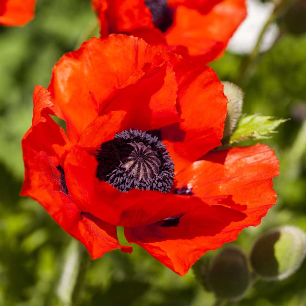 Jättevallmo 'Papaver Orientale'